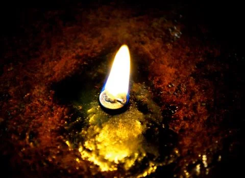 Swimming turtle Stock Photos