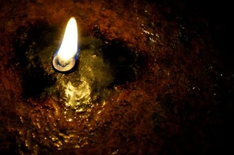 Swimming turtle Stock Photos