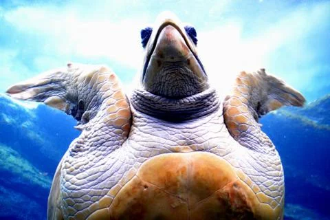Swimming Turtle Stock Photos