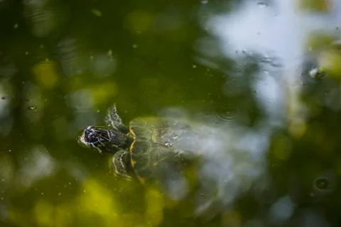 Swimming turtle in the pond Stock-Fotos