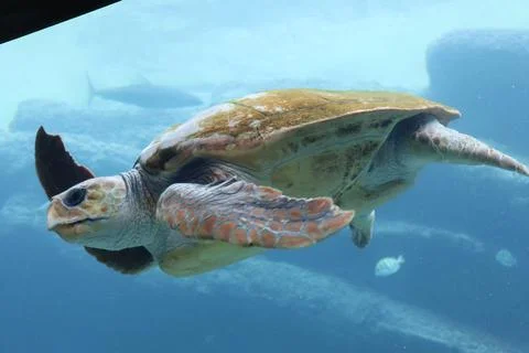 Swimming turtle side angle 스톡 사진