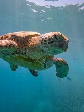 Swimming with turtles on the Great Barrier Reef in the Whitsundays Stock Photos