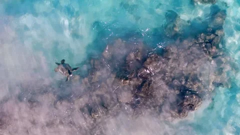 Swimming turtles overhead shot turtle gently swimming in pristine shallow waters Video stock 265787369