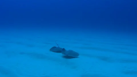 Swimming Two Spotted Eagle Rays in the Ogasawara Sea Stock Footage 332759665