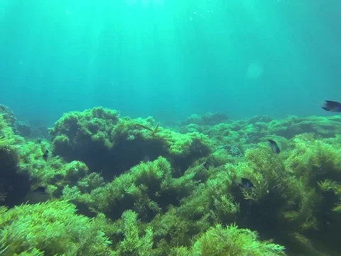 Swimming underwater Stock Footage 77047042
