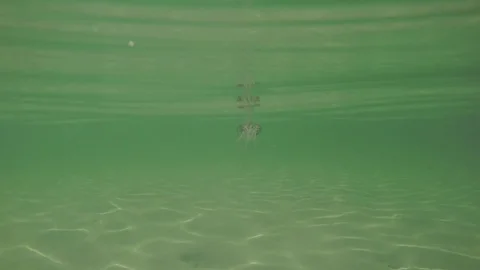 Swimming underwater Stock Footage 79708117