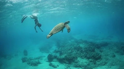 Swimming Underwater With a Green Sea Turtle Stock Footage
