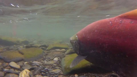 Swimming Upstream with Salmon Vídeo Stock 84663186