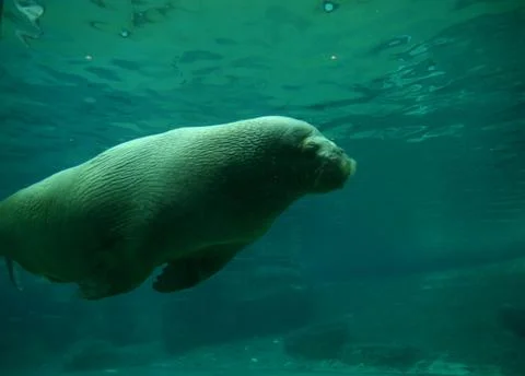 Swimming Walrus Stock Photos