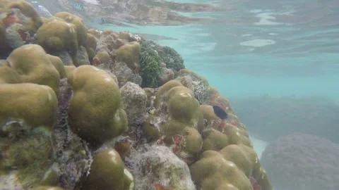 Swimming To Water Surface With Fish And Coral Stock Footage 83326331