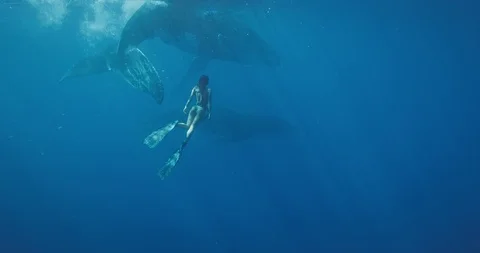 Swimming with whales Stock Footage 125166904