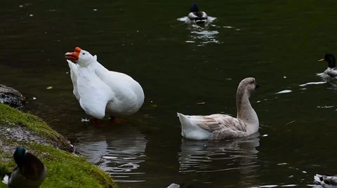 Swimming white goose Stock Footage 61289976