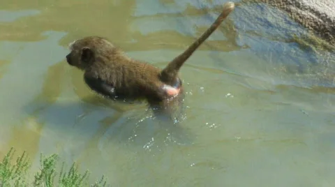 Swimmingmonkey Stock Footage 504640