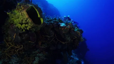 Swimoverspong Stock Footage 80644727