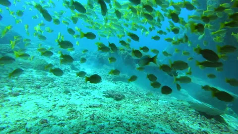 Swimthrough Turtle Rock exit, Phi Phi Island Stock Footage 139734125