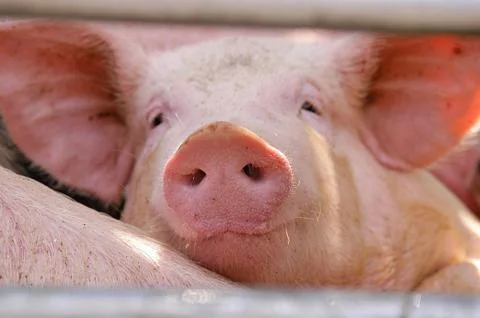 Swine Foto stock