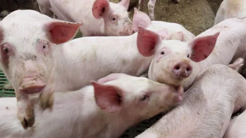 Swine productivity, industrial breeding programmes, animal litters Stock Footage 302991609