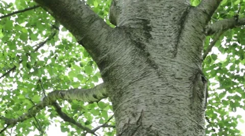 Swing around the tree trunk, as if dancing 動画素材 57473393