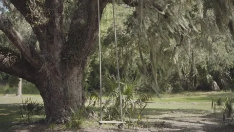 Swing Attached To Large Tree Handheld Slow Motion 库存影片 205400270