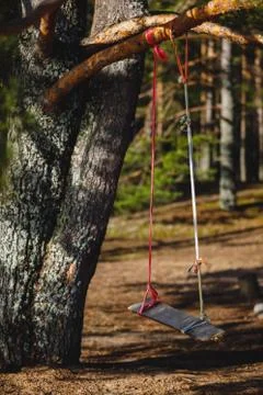 Swing on the beach. pine forest and sand Stock Photos