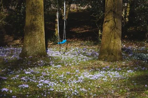 Swing between trees above field with crocuses. Stock Photos