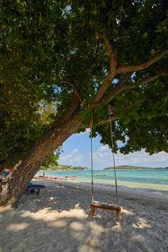 Swing on the branches of a tree on the beach against the sea Stock Photos