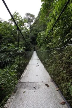 Swing bridge in the rainforest Stock-Fotos