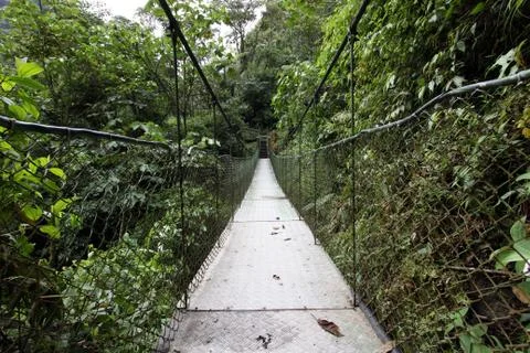 Swing bridge in the rainforest Foto stock