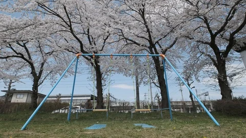 Swing in Cherry Blossom Stock Footage 125663180