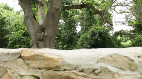 Swing Clip focus 스톡 동영상 24113556