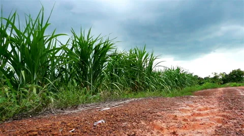 Swing of corn plant leaf in the field with clouds storm and lateritic soil Stock Footage 67412271