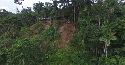 A Swing at the Edge of the Jungle Video stock 61736792