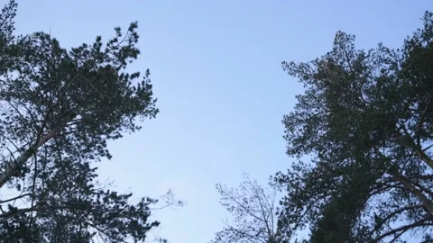 Swing first person view, swing up and down.  The Landscape of the forest Stock Footage 146433686