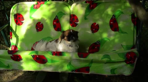 Swing in the garden Stock Footage 52372990