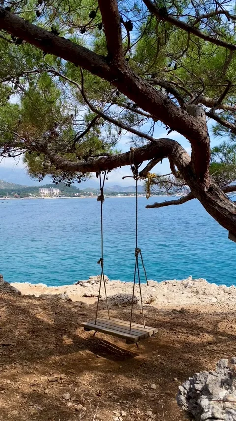 A swing is hanging on a tree against the background of the sea. Stock Footage 342125053