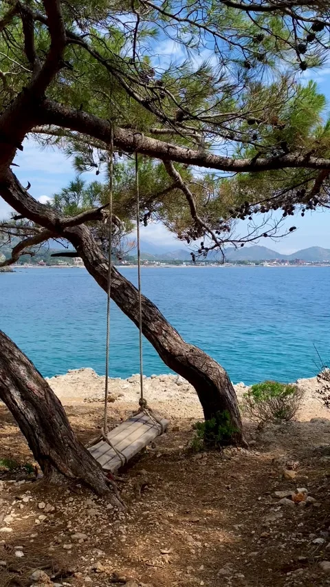 A swing is hanging on a tree against the background of the sea. Stock Footage 342125059