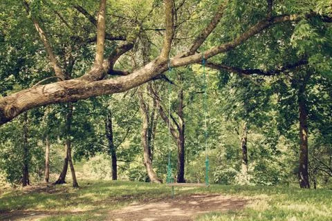 Swing hanging from tree branch Stock-Fotos