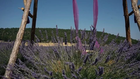 Swing in  Lavender Stock Footage 117863153