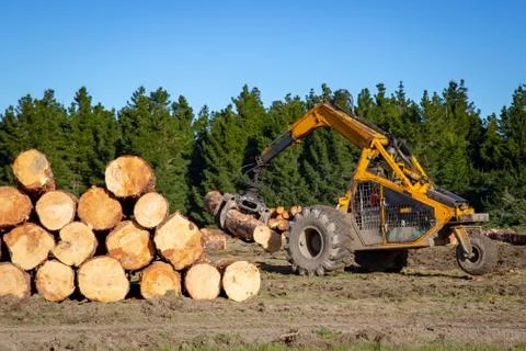 A swing loader stacking logs ready to load onto log trucks Stock Photos