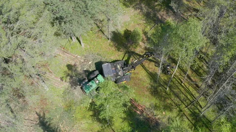 Swing machine cuts tree or wood. Industrial mechanism is cutting a tree trunk Stock Footage 134996265