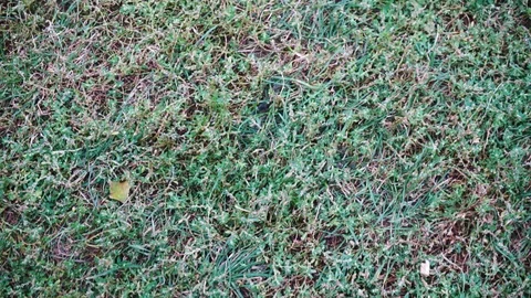 Swing over lawn area Stock Footage 118231038