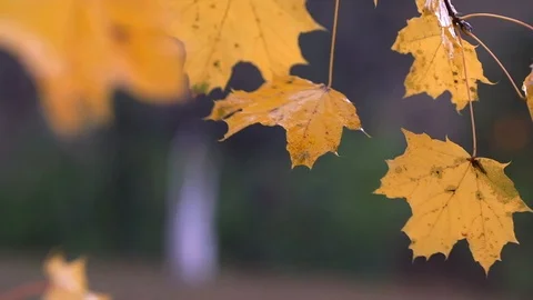 Swing in the rain 库存影片 102753216