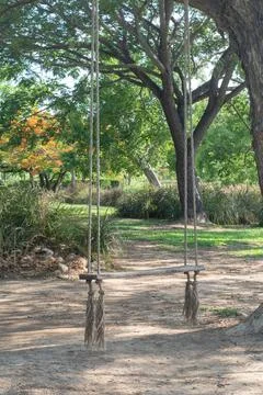 Swing on ropes under the big tree 写真素材