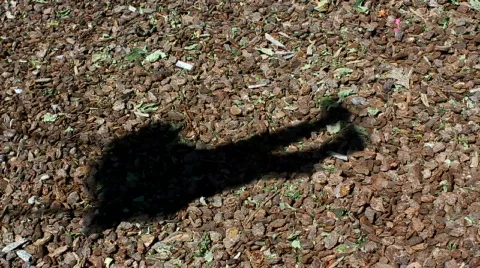 Swing set shadow 04 Stock Footage