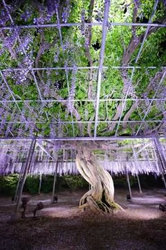 Swing set under flowering tree at night Stock Photos