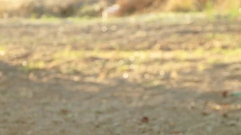 Swing at sunset in autumn Stock Footage 81348302