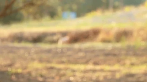 Swing at sunset in autumn Stock Footage 81348403