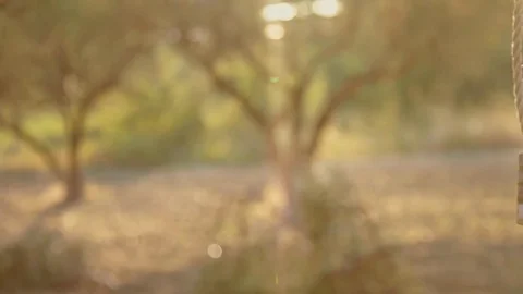 Swing at sunset in autumn Stock Footage 81348496