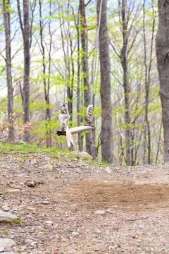 Swing through the trees Stock Photos