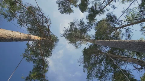 Swing On The Tree. Bottom-up View Of Trees Stock Footage 93263951